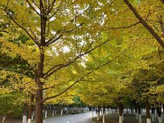 -长白岛森林公园