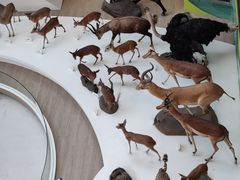 -陕西自然博物馆