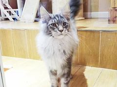 -十年猫舍·猫咪专门店(普陀店)