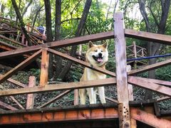 -大岭沟猕猴桃谷风景区