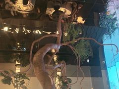 -桂满陇·海市蜃楼·黑金(国金店)