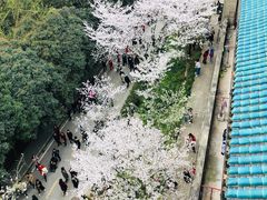 -武汉大学-樱园