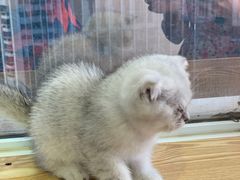 -Heymao猫咖.咖啡厅(东门店)