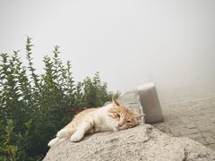 -泰山风景名胜区