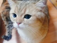 -Meowの猫咖(万家丽店)