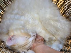 -藏猫猫咖啡主题馆(中央大道店)