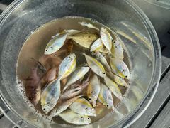 -小猫钓鱼海钓俱乐部(椰梦长廊店)