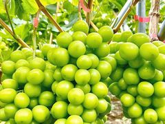 -大泽山风景名胜区