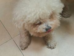 -艾贝尔宠物医院·狂犬免疫点(江山金象城店)