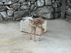 -幽岚山·童话森林