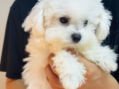 -翊宠yipet猫狗购宠庄园犬舍•猫舍