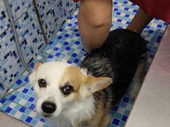 -FAELING PETS美天灵宠物(富力广场店)