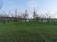 -春花秋色城市公园