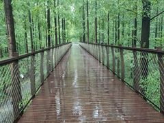 -黄海国家森林公园