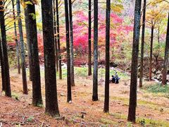 -四明山国家森林公园