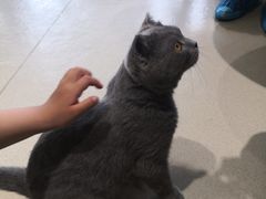 -藏猫猫咖啡主题馆(中央大道店)