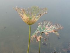 android_upload_pic-苏州环秀晓筑养生度假村