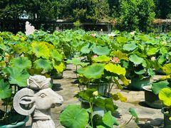 -莲花池公园