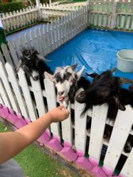 -萌宠亲子动物乐园(槐房万达店)