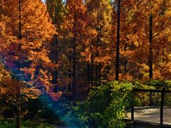 -黄海国家森林公园