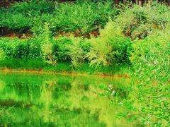 -大兴滨河森林公园