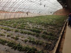 -万源龙顺度假庄园生态观光园