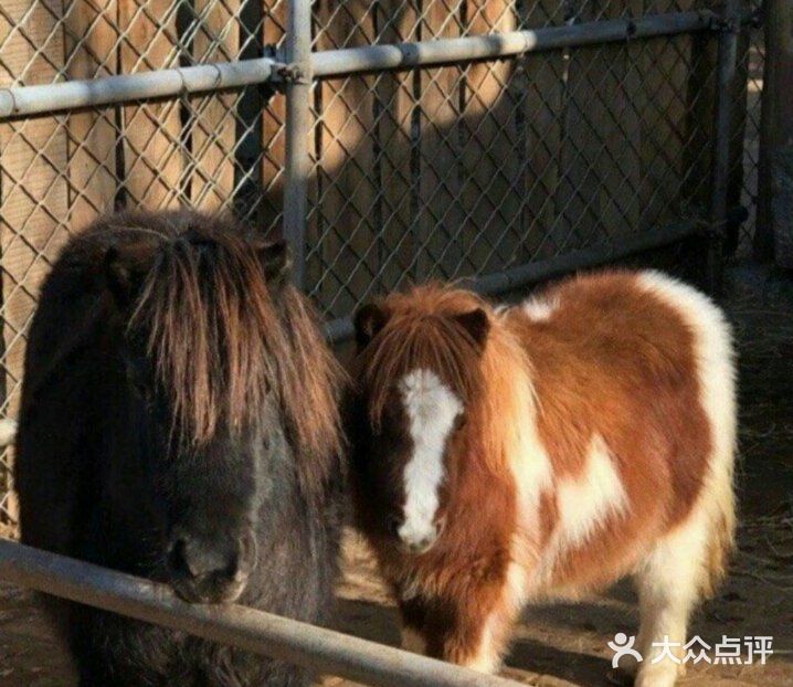 想去动物园？来乐zoo动物体验营！