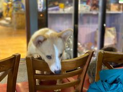 -more than meow吴止猫主题餐厅(承德 中船汇店)