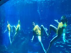 -海合安成都极地海洋公园