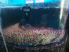 -协成海鲜火锅(海洋花园店)
