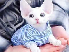 -十年猫舍·猫咪专门店(普陀店)