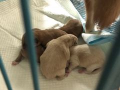 -爱侣宠医·鹦鹉专科·小型哺乳类·异宠专科(灵石路店)