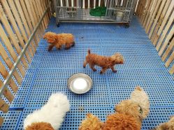 -萌宠亲子动物乐园(槐房万达店)