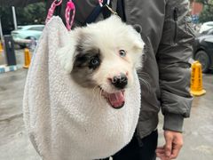 -瑞派名望24h动物医院异宠专科·猫专科·骨科·重症监护分院
