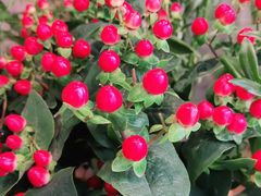-爱尚幸福鲜花(上地实体店)
