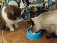 -猫小院猫主题咖啡厅(北锣店)