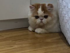 -啵啵喵·猫咖(攀华国际店)
