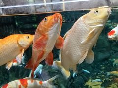 -上海海洋水族馆