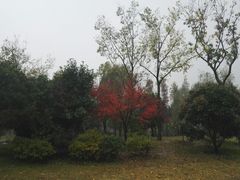 -习家池