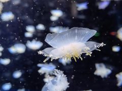 -太平洋海底世界