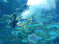 -芜湖新华联大白鲸海洋公园