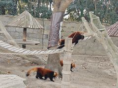 -上海野生动物园