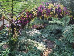 -深圳仙湖植物园