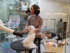-momokira米努特·德文卷毛猫·棉花面纱犬