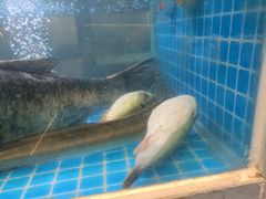 -索菲亚时尚餐厅(集贤美食广场店)