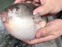 -长顺河豚馆(江洲东路)