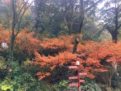 -岳麓山风景名胜区