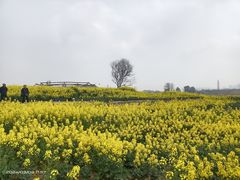 -三圣花乡旅游区