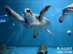 -海合安成都极地海洋公园
