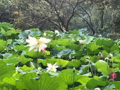 -洛阳市隋唐城遗址植物园